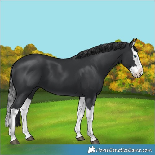 Horse Color:Black Splash 
