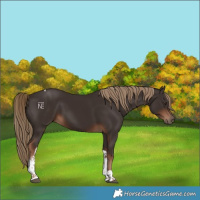 Horse Color:Liver Chestnut Tobiano