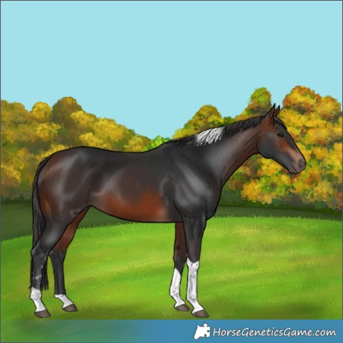 Horse Color:Bay Tobiano