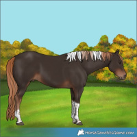 Horse Color:Liver Chestnut Tobiano 