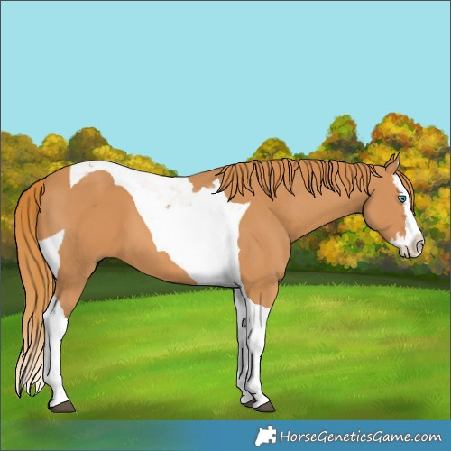 Horse Color:Chestnut Splash Tobiano 