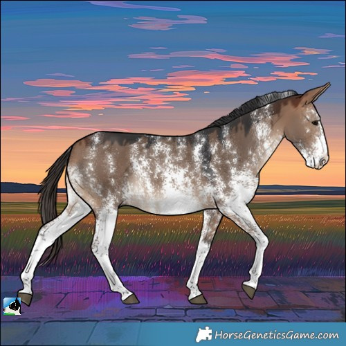 Horse Color:Bay Dun Sabino