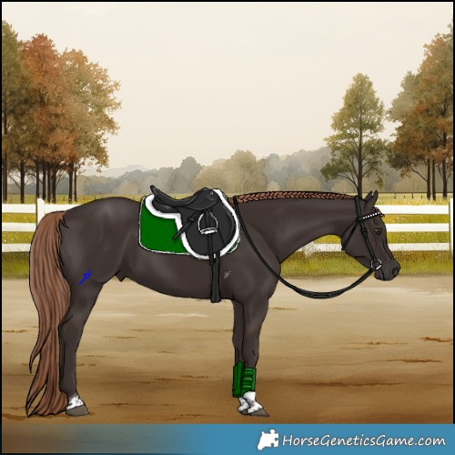 Horse Color:Liver Chestnut Tobiano 