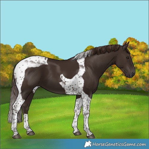 Horse Color:Liver Chestnut Tobiano 