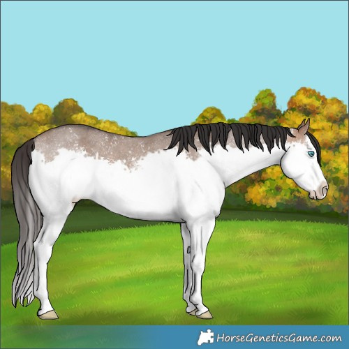 Horse Color:Brown Dun Sabino Splash
