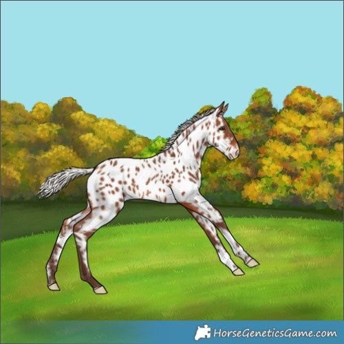 Horse Color:Silver Brown Sabino Appaloosa