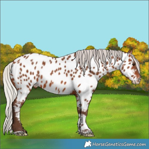Horse Color:Silver Brown Sabino Near Leopard