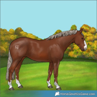 Horse Color:Chestnut 