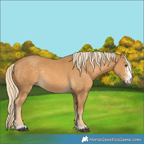 Horse Color:Palomino Sabino Rabicano 