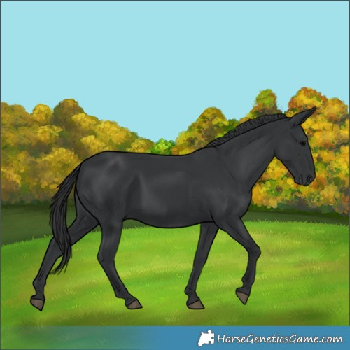 Horse Color:Black 