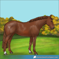 Horse Color:Chestnut 