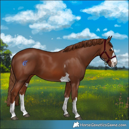 Horse Color:Chestnut 