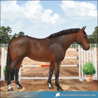 Horse Color:Bay 