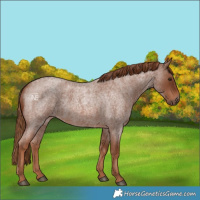 Horse Color:Red Roan