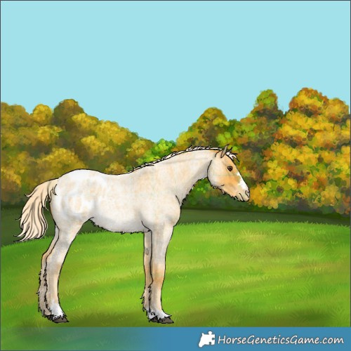 Horse Color:Plaid  Palomino Roan Appaloosa 