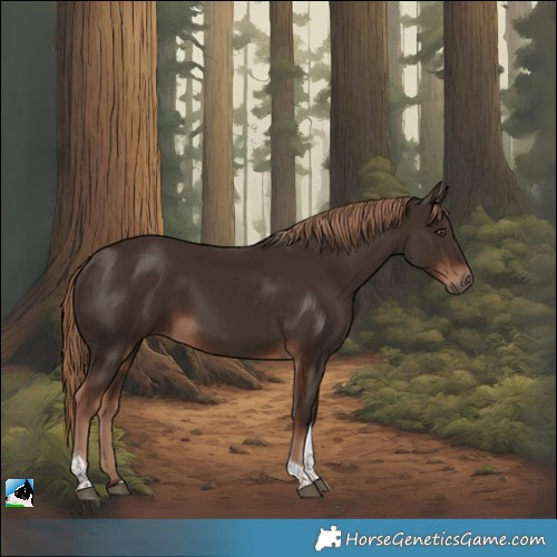 Horse Color:Liver Chestnut Tobiano