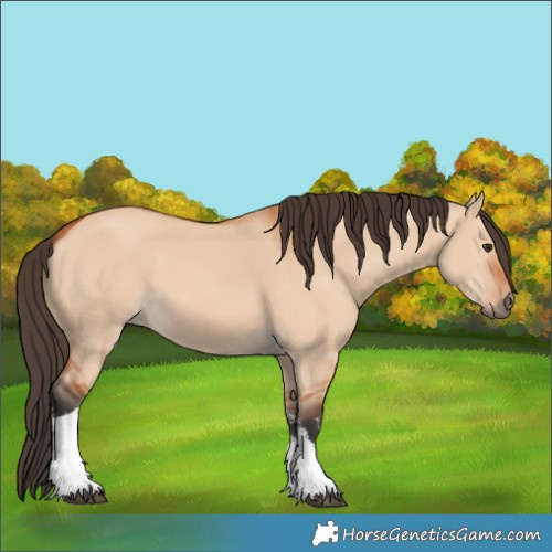 Horse Color:White Spotted Bay Dun 