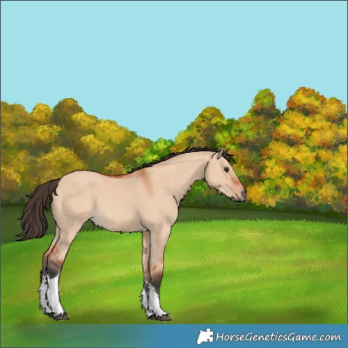 Horse Color:White Spotted Bay Dun 