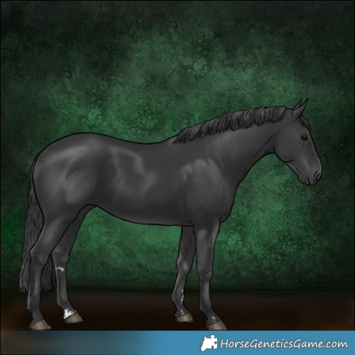 Horse Color:Black and Black Rabicano