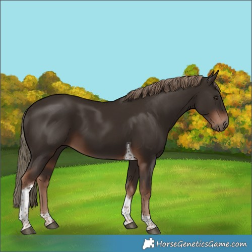 Horse Color:Liver Chestnut Tobiano 