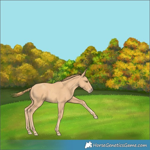 Horse Color:Gold Champagne Rabicano 