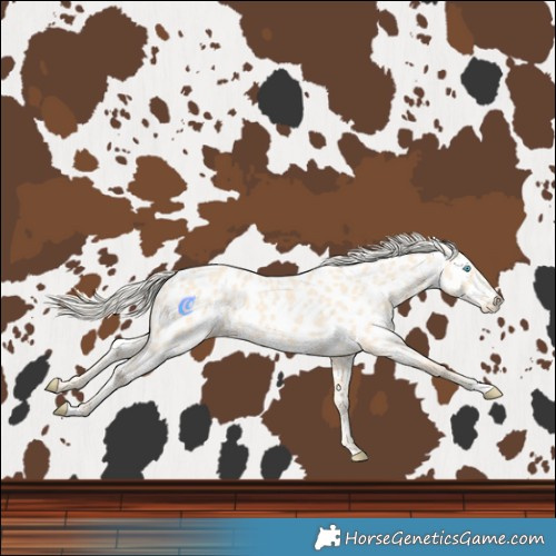 Horse Color:Cremello Near Leopard 