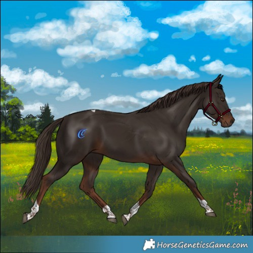 Horse Color:Liver Chestnut Tobiano