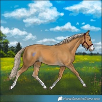 Horse Color:Palomino