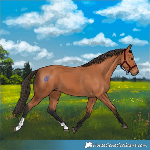 Horse Color:Bay 