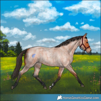 Horse Color:Bay Roan 