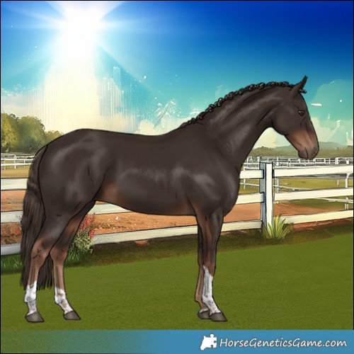 Horse Color:Liver Chestnut Tobiano 