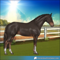 Horse Color:Liver Chestnut Tobiano 