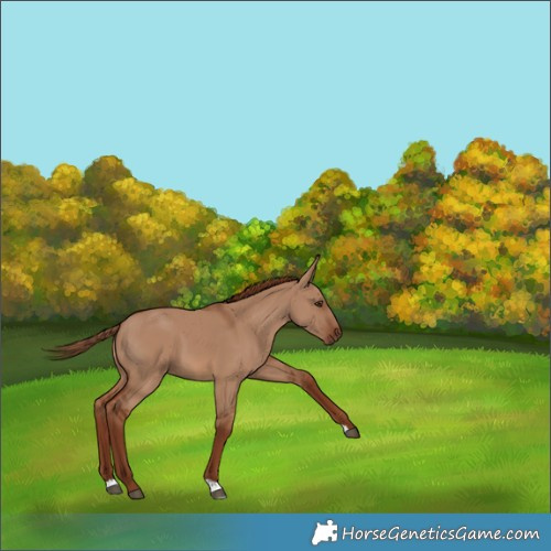 Horse Color:Red Dun 
