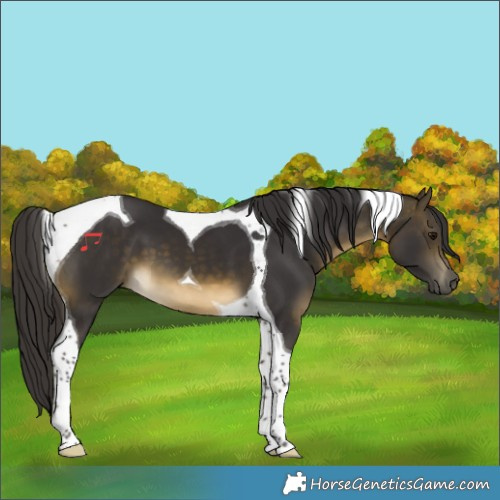 Horse Color:Buckskin Tobiano