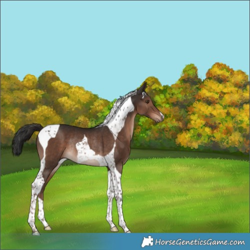 Horse Color:Liver Chestnut Tobiano Rabicano