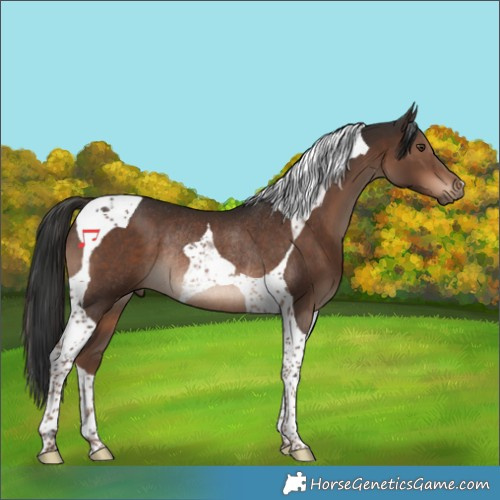Horse Color:Liver Chestnut Tobiano Rabicano