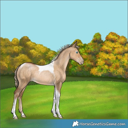 Horse Color:Gray Chocolate Palomino Pearl Dun Tobiano Rabicano 