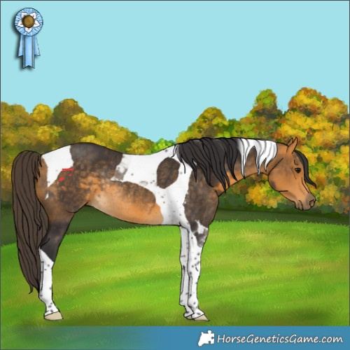 Horse Color:Buckskin Tobiano Rabicano 