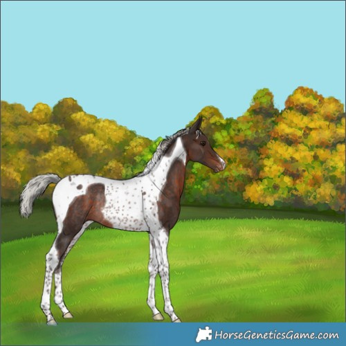 Horse Color:Silver Bay Tobiano Appaloosa Rabicano