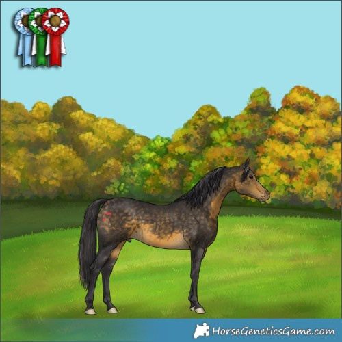 Horse Color:Buckskin