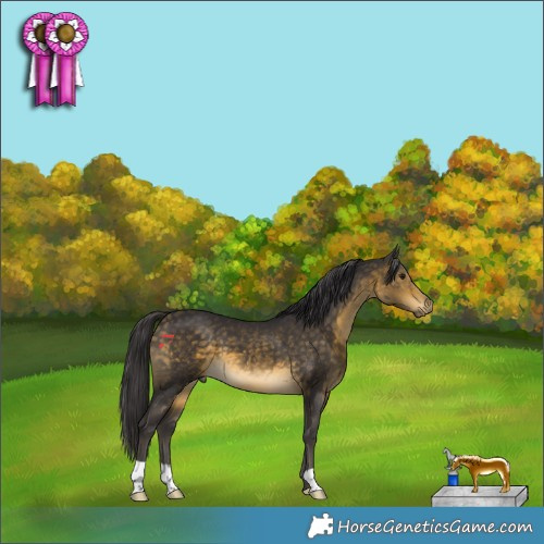 Horse Color:Buckskin