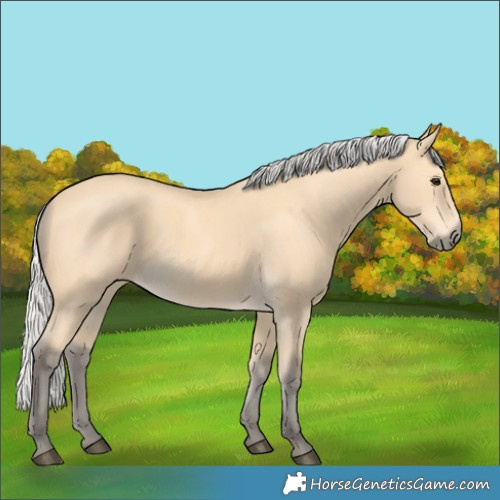 Horse Color:Silver Buckskin 
