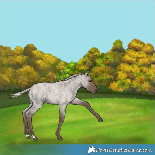 Horse Color:Silver Blue Roan 