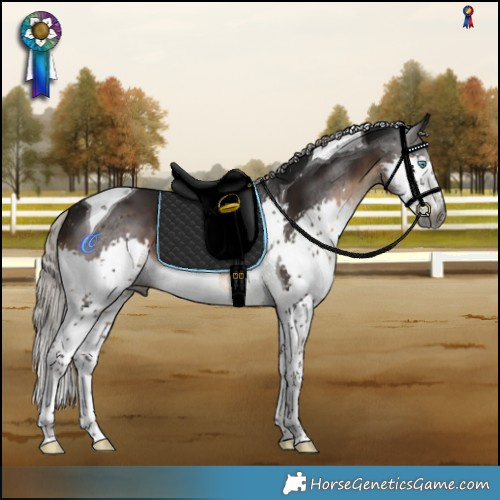 Horse Color:Gray Silver Brown Splash Tobiano