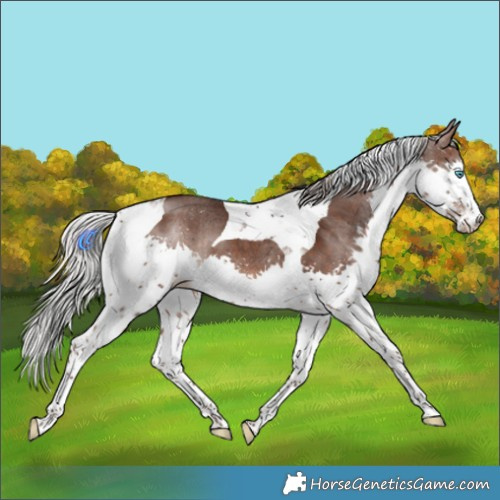 Horse Color:Silver Brown Splash Tobiano Rabicano 