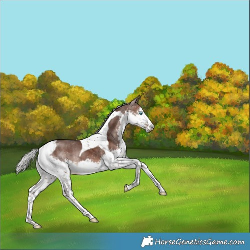 Horse Color:Silver Brown Splash Tobiano Rabicano 
