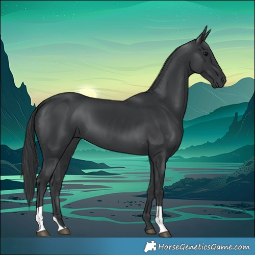 Horse Color:Black 