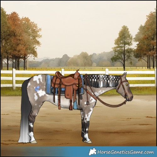 Horse Color:White Spotted Brown Dun Rabicano