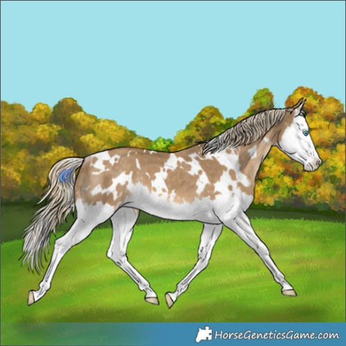 Horse Color:White Spotted Chocolate Palomino Dun Splash Rabicano