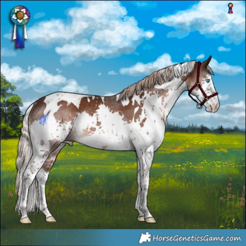 Horse Color:White Spotted Liver Chestnut Splash Tobiano Rabicano 